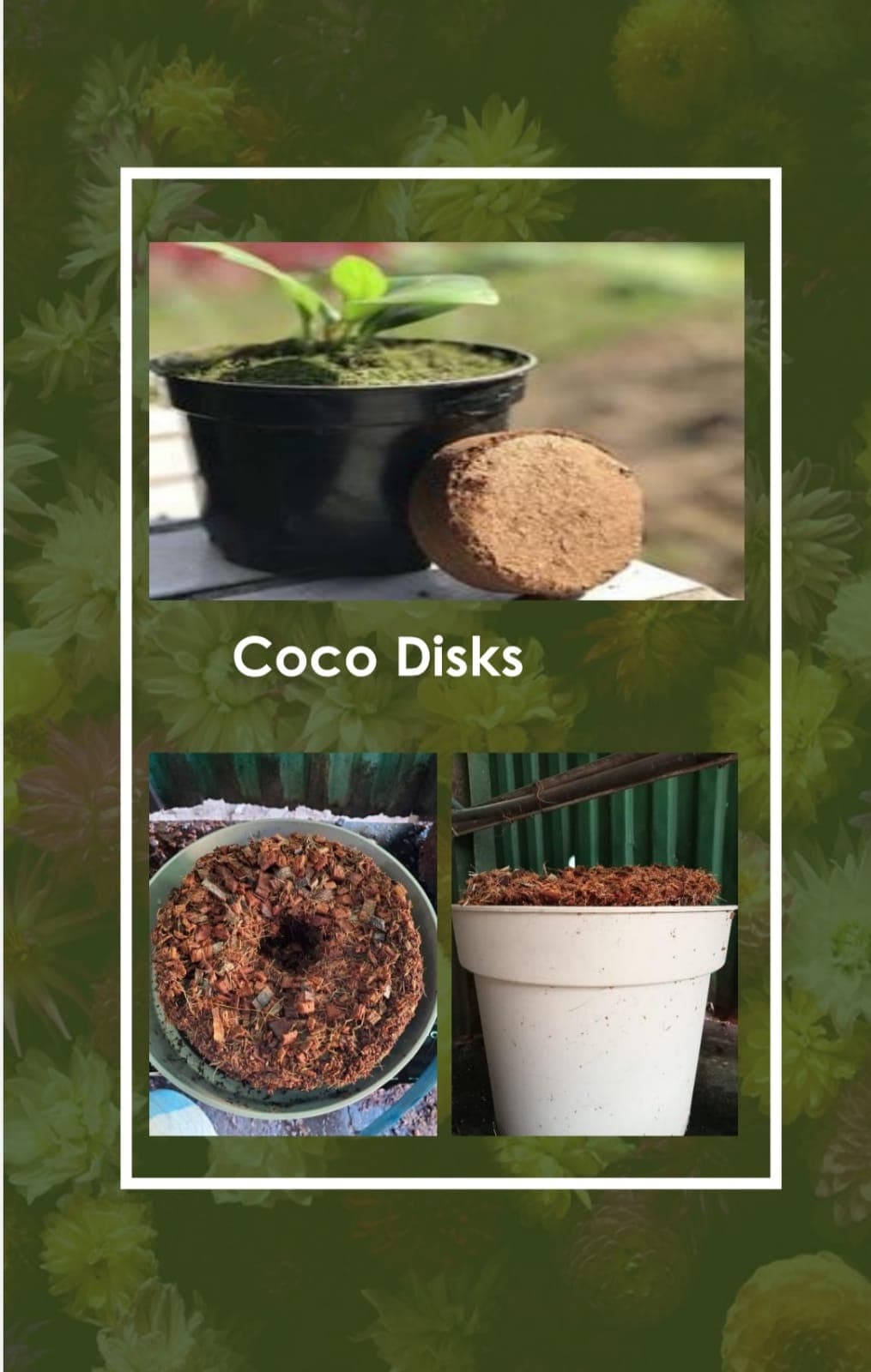 Coco Discs