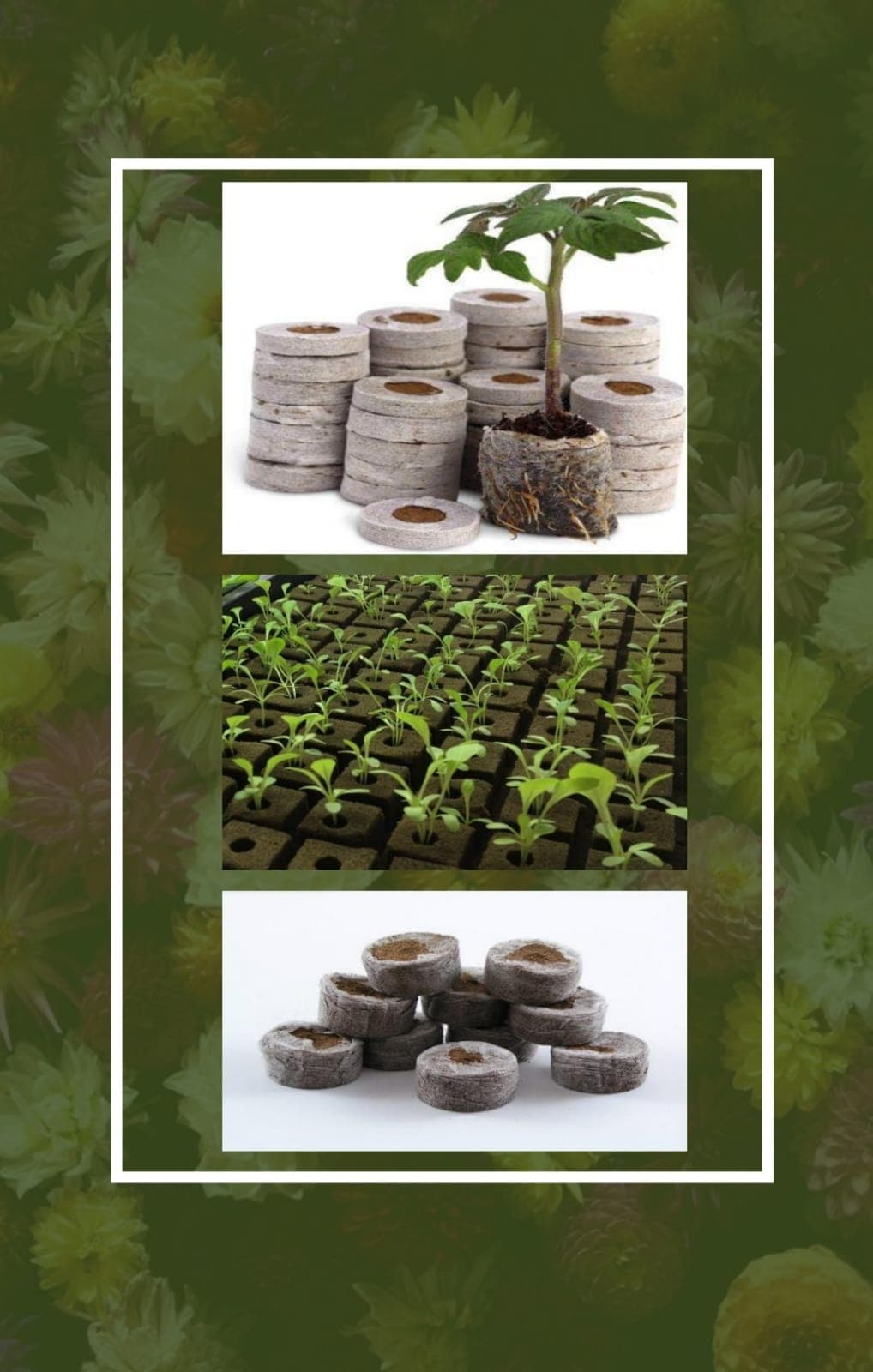 Coir Plugs — seed germination